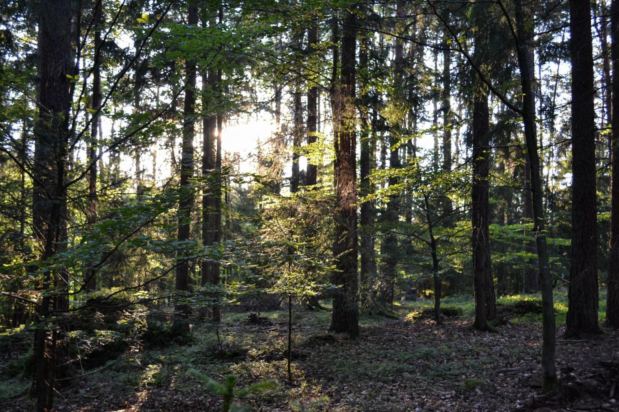 Naturchalets 7 Sentidos Bischofsmais Exteriör bild